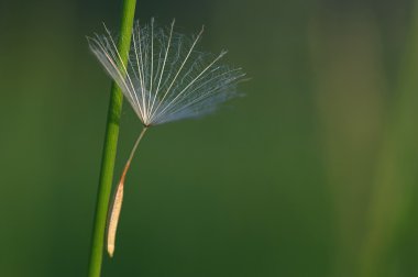 çayır salsify