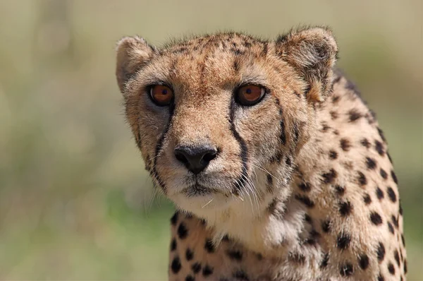 Gepard Fixiert Etwas Mit Seinen Augen lizenzfreie Stockfotos
