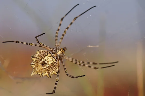 Desert Spider — Stock Photo, Image
