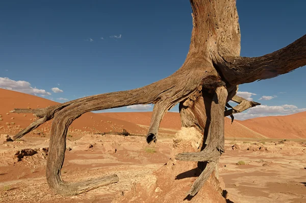 Wüstenskulptur — стокове фото