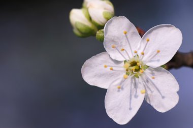 Fruehlingserwachen