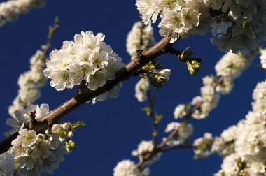 impressionen aus dem taunus den fruehlingsmonaten