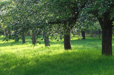 Obstbluete