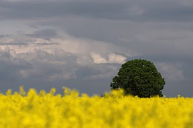 impressionen aus dem taunus den fruehlingsmonaten