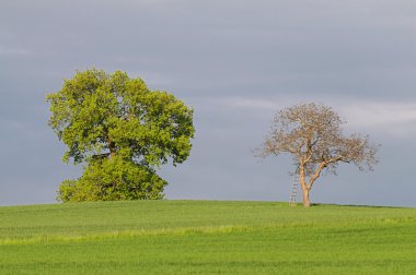 Fruehlingserwachen