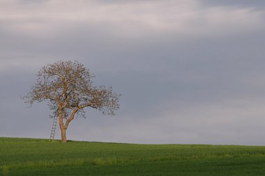 Fruehlingserwachen