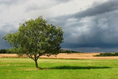 impressionen aus dem taunus den sommermonaten