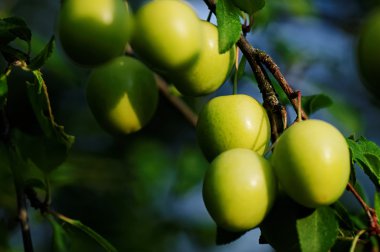 impressionen aus dem taunus den sommermonaten