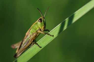 impressionen aus dem taunus den sommermonaten