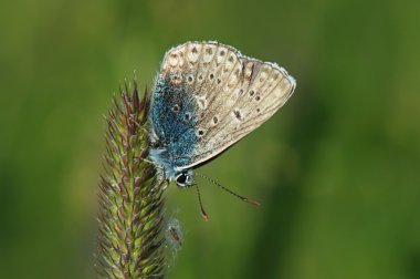 impressionen aus dem taunus den sommermonaten