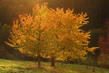 Herbstfarben