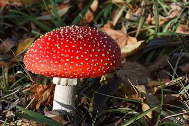 impressionen aus dem taunus, aufgenommen den herbstmonaten 2008-2010 yılında