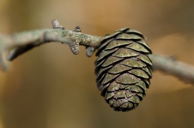 Herbstfarben