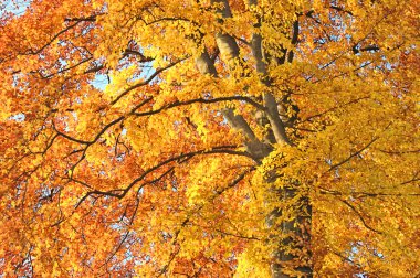 impressionen aus dem taunus, aufgenommen den herbstmonaten 2008-2010 yılında