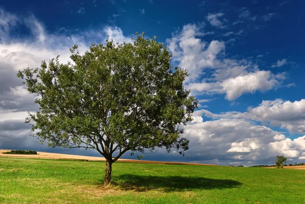 stock image Impressionen aus dem Taunus in den Sommermonaten