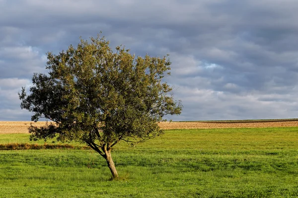 stock image Impressionen aus dem Taunus in den Sommermonaten