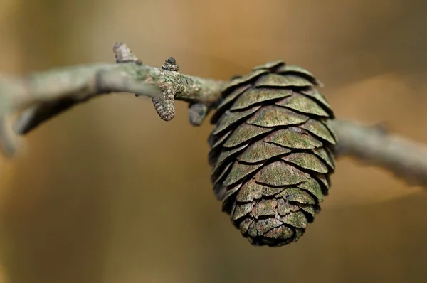 stock image Herbstfarben