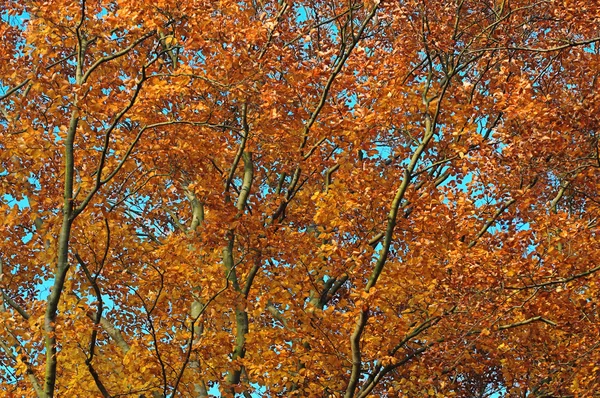 Herbstfarben — Zdjęcie stockowe
