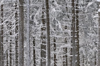 impressionen aus dem taunus den wintermonaten 2008-2010