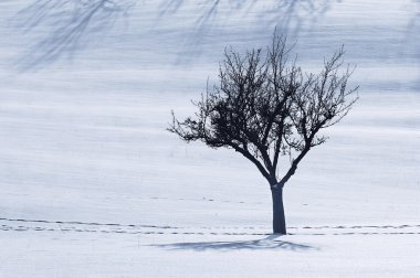 impressionen aus dem taunus den wintermonaten 2008-2010