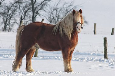 impressionen aus dem taunus den wintermonaten 2008-2010