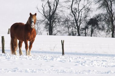 impressionen aus dem taunus den wintermonaten 2008-2010