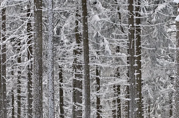 stock image Impressionen aus dem Taunus in den Wintermonaten 2008-2010