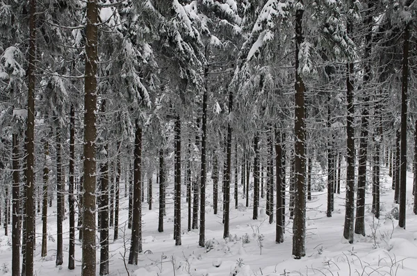 stock image Winterfarben