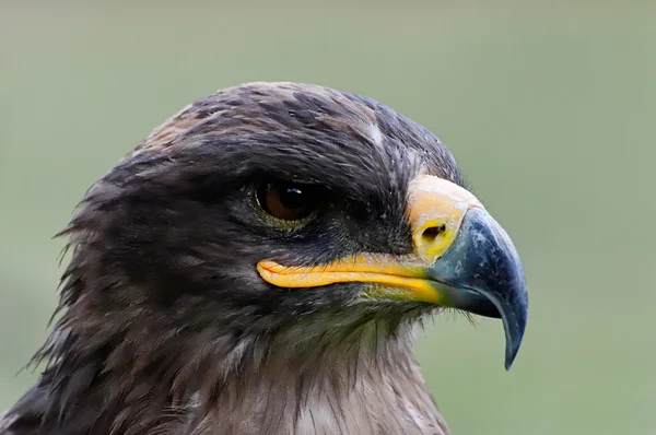 Eagle portret — Stockfoto