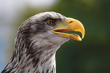 Eagle portresi