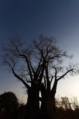 Baobab ağacı