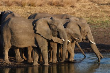 African Elephants drinking clipart