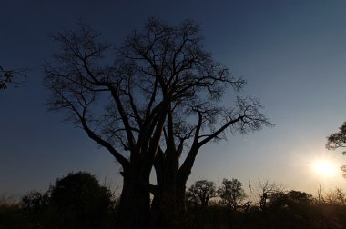 Baobab