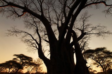 Baobab