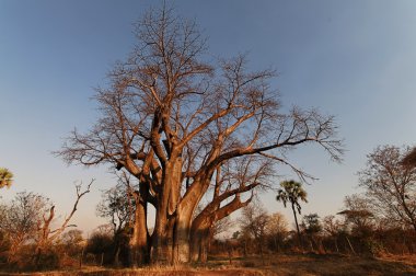 Baobab