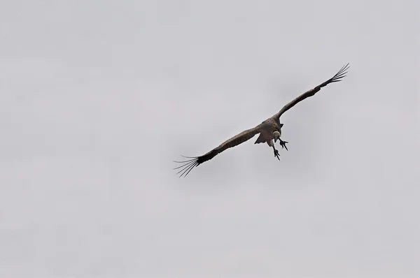 Stock image Marabou stork