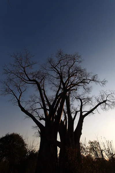 Baobab ağacı — Stok fotoğraf