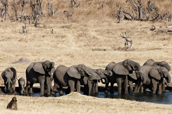 마시는 아프리카 코끼리 — 스톡 사진