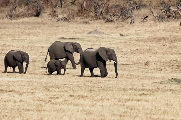 Afrika filleri yürüyüş — Stok fotoğraf