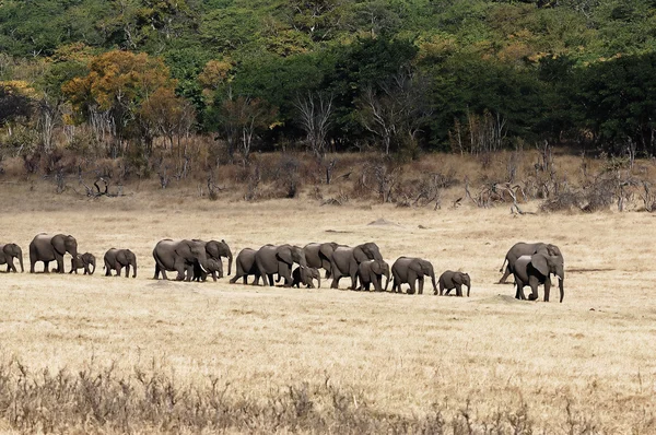 African Elephants walking — Stock Photo, Image