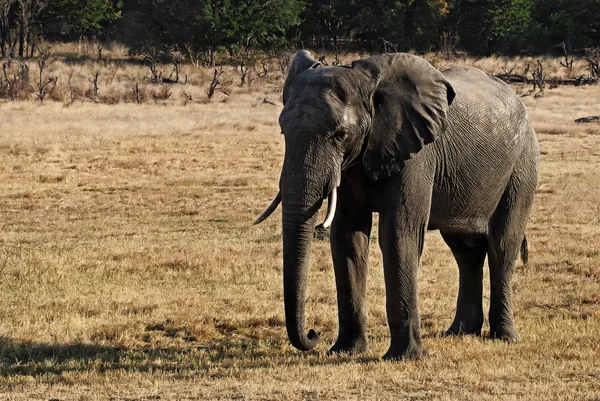 Afrikansk elefant går – stockfoto