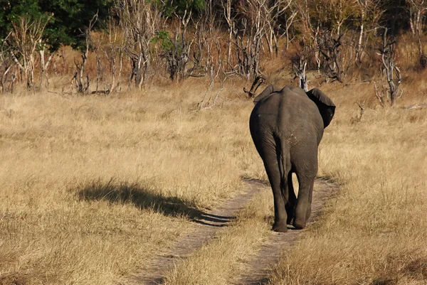 African Elephant walking — Stock Photo, Image