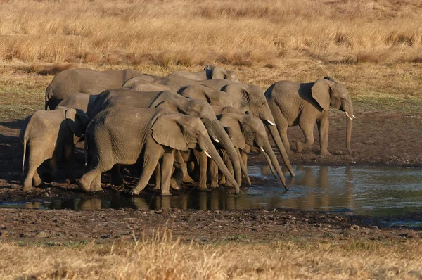 Elefantes africanos bebiendo —  Fotos de Stock