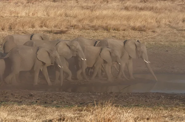 Afrikanische Elefanten trinken — Stockfoto