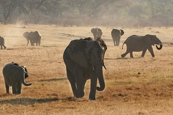 아프리카 코끼리 도보 — 스톡 사진
