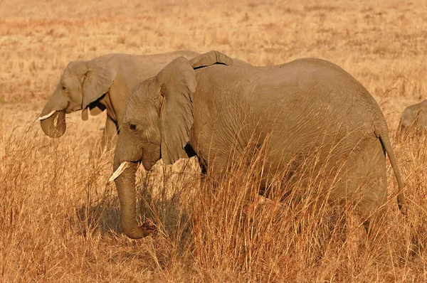 Elefantes africanos alimentándose — Foto de Stock