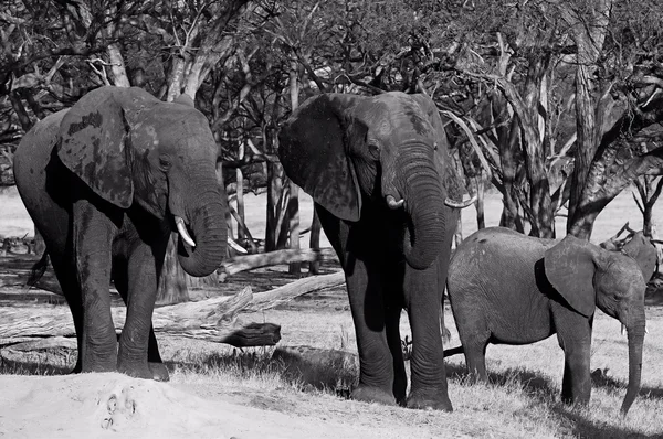 Afričtí sloni chůzi — Stock fotografie