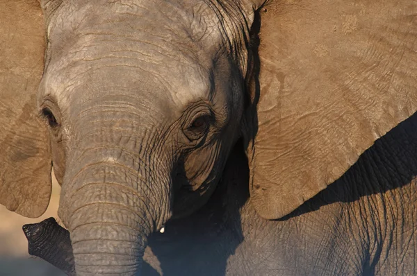 stock image Young African Elephant close up