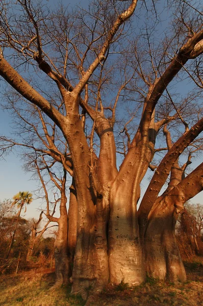 Baobábfa Jogdíjmentes Stock Képek
