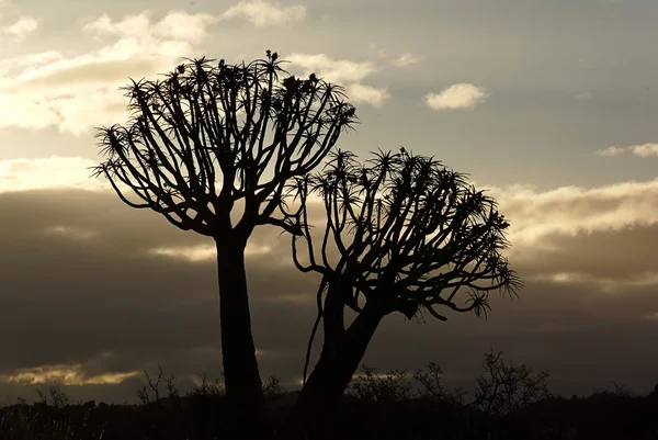 Quiver tree sunset — Stock Photo © optikus #5208969